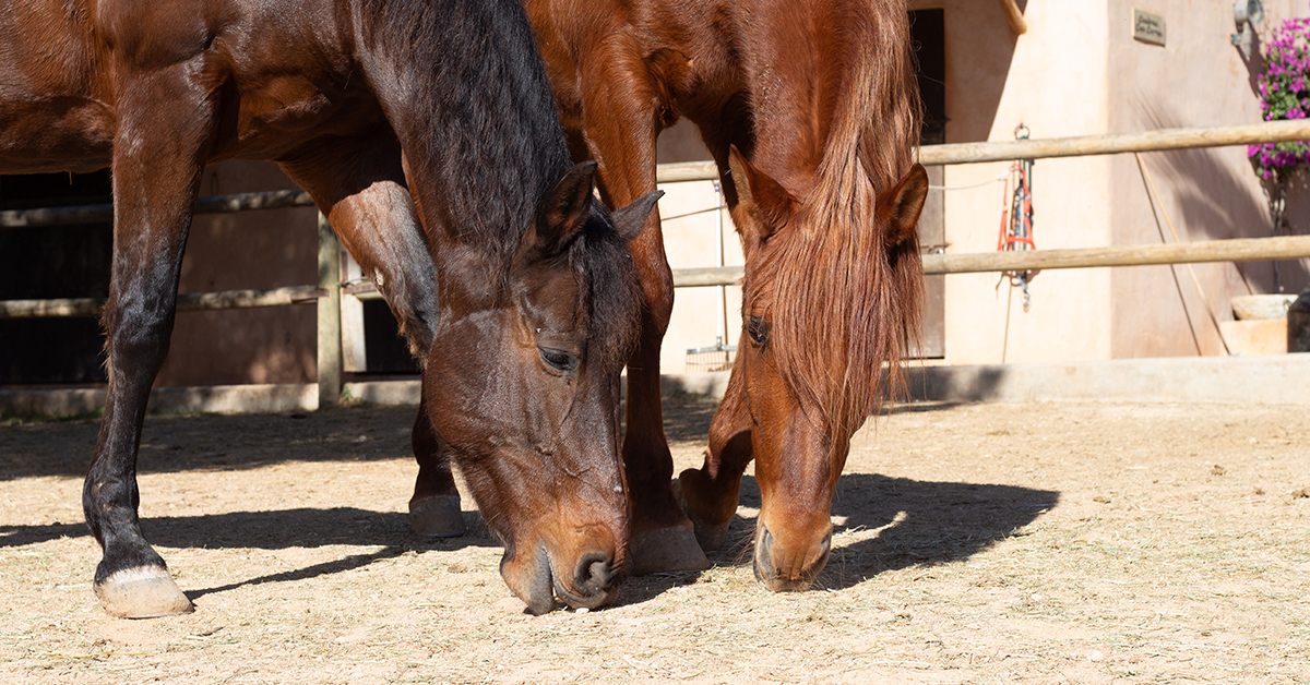 caballos de can curreu