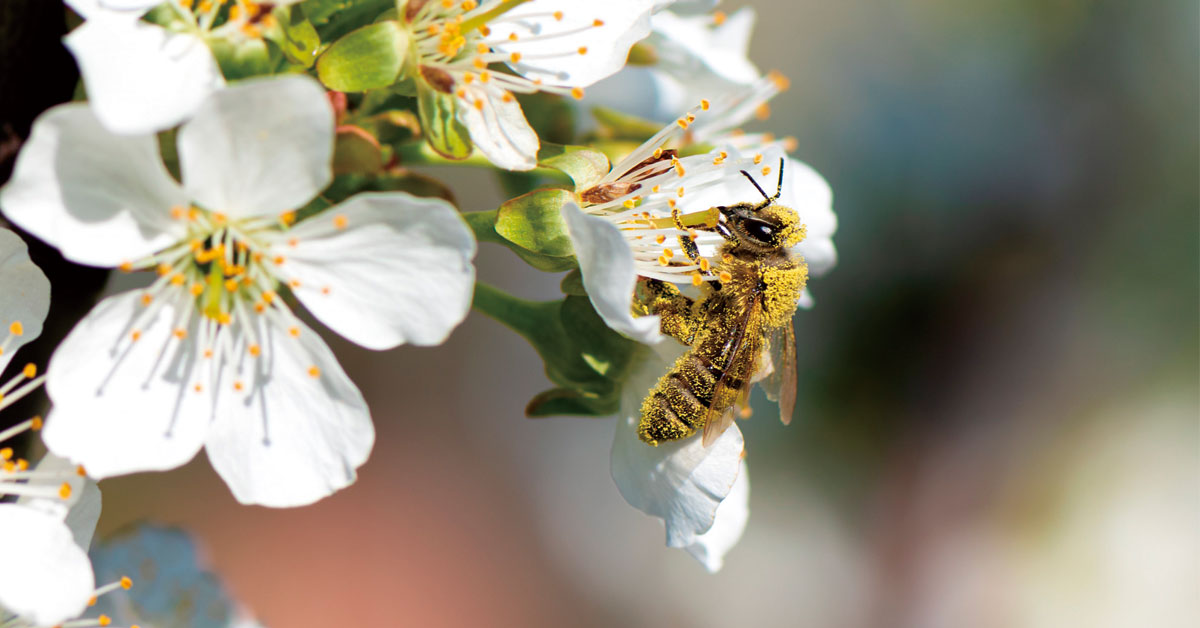 producto local abeja en flor